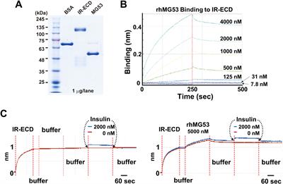 MG53’s non-physiologic interaction with insulin receptor: lack of effect on insulin-stimulated Akt phosphorylation in muscle, heart and liver tissues